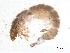  ( - BIOUG06967-E08)  @13 [ ] CreativeCommons - Attribution (2013) Trevor Bringloe Centre for Biodiversity Genomics