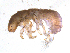  ( - BIOUG06969-F10)  @13 [ ] CreativeCommons - Attribution (2013) Trevor Bringloe Centre for Biodiversity Genomics