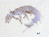  ( - BIOUG06971-A01)  @13 [ ] CreativeCommons - Attribution (2013) Trevor Bringloe Centre for Biodiversity Genomics