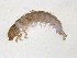  ( - BIOUG06971-A05)  @13 [ ] CreativeCommons - Attribution (2013) Trevor Bringloe Centre for Biodiversity Genomics