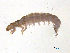 ( - BIOUG06971-A06)  @13 [ ] CreativeCommons - Attribution (2013) Trevor Bringloe Centre for Biodiversity Genomics