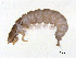  ( - BIOUG06971-B02)  @13 [ ] CreativeCommons - Attribution (2013) Trevor Bringloe Centre for Biodiversity Genomics