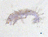  ( - BIOUG06971-E11)  @13 [ ] CreativeCommons - Attribution (2013) Trevor Bringloe Centre for Biodiversity Genomics