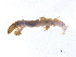  ( - BIOUG06971-F09)  @13 [ ] CreativeCommons - Attribution (2013) Trevor Bringloe Centre for Biodiversity Genomics