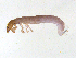  ( - BIOUG06971-G03)  @13 [ ] CreativeCommons - Attribution (2013) Trevor Bringloe Centre for Biodiversity Genomics