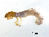  ( - BIOUG07062-H07)  @13 [ ] CreativeCommons - Attribution (2013) Trevor Bringloe Centre for Biodiversity Genomics