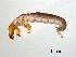  ( - BIOUG07063-F02)  @13 [ ] CreativeCommons - Attribution (2013) Trevor Bringloe Centre for Biodiversity Genomics
