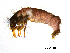  (Agapetus minutus - BIOUG07063-F06)  @14 [ ] CreativeCommons - Attribution (2013) Trevor Bringloe Centre for Biodiversity Genomics