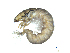  ( - BIOUG07978-C06)  @13 [ ] CreativeCommons - Attribution (2013) Trevor Bringloe Centre for Biodiversity Genomics