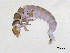  ( - BIOUG07980-D02)  @13 [ ] CreativeCommons - Attribution (2013) Trevor Bringloe Centre for Biodiversity Genomics