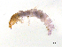  ( - BIOUG07980-G01)  @13 [ ] CreativeCommons - Attribution (2013) Trevor Bringloe Centre for Biodiversity Genomics