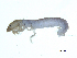  ( - BIOUG07981-F05)  @13 [ ] CreativeCommons - Attribution (2013) Trevor Bringloe Centre for Biodiversity Genomics