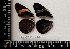  (Pereute - AO-019-027)  @11 [ ] CCby (2024) Mohamed Benmesbah Research collection of M. Benmesbah