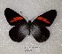  (Pereute callinice - AO-2018-065)  @11 [ ] CCby (2024) Mohamed Benmesbah Research collection of M. Benmesbah