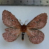  (Cerodirphia marahuaca - AUY-19-11)  @11 [ ] By-SA Creative Common (2020) Mohamed Benmesbah Research collection of Mohamed Benmesbah