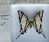  ( - PRO-GF-07)  @11 [ ] CC-by (2023) Mohamed Benmesbah Research Collection of Mohamed Benmesbah