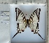  ( - PRO-GF-11)  @11 [ ] CC-by (2023) Mohamed Benmesbah Research Collection of Mohamed Benmesbah