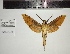  ( - SPH-19-18)  @11 [ ] CC-by (2023) Mohamed Benmesbah Research Collection of Mohamed Benmesbah
