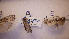  ( - LepVM371)  @11 [ ] CreativeCommons - Attribution Non-Commercial Share-Alike (2014) NTNU University Museum, Department of Natural History NTNU University Museum, Department of Natural History