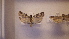  ( - LepVM488)  @13 [ ] CreativeCommons - Attribution Non-Commercial Share-Alike (2014) NTNU Museum of Natural History and Archaeology NTNU University Museum, Department of Natural History