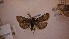  ( - LepVM640)  @13 [ ] CreativeCommons - Attribution Non-Commercial Share-Alike (2014) NTNU University Museum, Department of Natural History NTNU University Museum, Department of Natural History