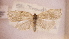  ( - LepVM887)  @13 [ ] CreativeCommons - Attribution Non-Commercial Share-Alike (2014) NTNU University Museum, Department of Natural History NTNU University Museum, Department of Natural History