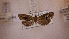  ( - LepVM945)  @12 [ ] CreativeCommons - Attribution Non-Commercial Share-Alike (2014) NTNU University Museum, Department of Natural History NTNU University Museum, Department of Natural History