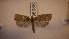  ( - LepVM882)  @12 [ ] CreativeCommons - Attribution Non-Commercial Share-Alike (2014) NTNU University Museum, Department of Natural History NTNU University Museum, Department of Natural History