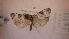  ( - LepVM961)  @11 [ ] CreativeCommons - Attribution Non-Commercial Share-Alike (2014) NTNU Museum of Natural History and Archaeology NTNU University Museum, Department of Natural History