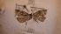  ( - LepVM970)  @12 [ ] CreativeCommons - Attribution Non-Commercial Share-Alike (2014) NTNU Museum of Natural History and Archaeology NTNU University Museum, Department of Natural History