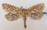  ( - NorBOL LepVM17)  @14 [ ] CreativeCommons - Attribution Non-Commercial Share-Alike (2012) NTNU Museum of Natural History and Archaeology NTNU Museum of Natural History and Archaeology