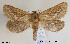  ( - NorBOL LepVM22)  @14 [ ] CreativeCommons - Attribution Non-Commercial Share-Alike (2012) NTNU Museum of Natural History and Archaeology NTNU Museum of Natural History and Archaeology