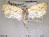 ( - NorBOL LepVM243)  @13 [ ] CreativeCommons - Attribution Non-Commercial Share-Alike (2013) NTNU Museum of Natural History and Archaeology NTNU Museum of Natural History and Archaeology