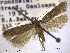  ( - NorBOL LepVM269)  @14 [ ] CreativeCommons - Attribution Non-Commercial Share-Alike (2013) NTNU Museum of Natural History and Archaeology NTNU Museum of Natural History and Archaeology