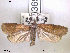  ( - NorBOL LepVM60)  @14 [ ] CreativeCommons - Attribution Non-Commercial Share-Alike (2012) NTNU Museum of Natural History and Archaeology NTNU Museum of Natural History and Archaeology
