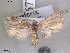  ( - NorBOL LepVM67)  @13 [ ] CreativeCommons - Attribution Non-Commercial Share-Alike (2012) NTNU Museum of Natural History and Archaeology NTNU Museum of Natural History and Archaeology