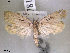  ( - NorBOL LepVM68)  @13 [ ] CreativeCommons - Attribution Non-Commercial Share-Alike (2012) NTNU Museum of Natural History and Archaeology NTNU Museum of Natural History and Archaeology