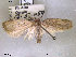  ( - NorBOL LepVM69)  @13 [ ] CreativeCommons - Attribution Non-Commercial Share-Alike (2012) NTNU Museum of Natural History and Archaeology NTNU Museum of Natural History and Archaeology
