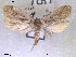  ( - NorBOL LepVM70)  @12 [ ] CreativeCommons - Attribution Non-Commercial Share-Alike (2012) NTNU Museum of Natural History and Archaeology NTNU Museum of Natural History and Archaeology