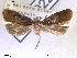  ( - NorBOL LepVM72)  @12 [ ] CreativeCommons - Attribution Non-Commercial Share-Alike (2012) NTNU Museum of Natural History and Archaeology NTNU Museum of Natural History and Archaeology