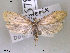  ( - NorBOL LepVM82)  @14 [ ] CreativeCommons - Attribution Non-Commercial Share-Alike (2012) NTNU Museum of Natural History and Archaeology NTNU Museum of Natural History and Archaeology