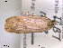  ( - NorBOL LepVM83)  @13 [ ] CreativeCommons - Attribution Non-Commercial Share-Alike (2012) NTNU Museum of Natural History and Archaeology NTNU Museum of Natural History and Archaeology