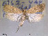  ( - NorBOL LepVM88)  @14 [ ] CreativeCommons - Attribution Non-Commercial Share-Alike (2012) NTNU Museum of Natural History and Archaeology NTNU Museum of Natural History and Archaeology