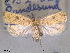  ( - NorBOL LepVM90)  @14 [ ] CreativeCommons - Attribution Non-Commercial Share-Alike (2012) NTNU Museum of Natural History and Archaeology NTNU Museum of Natural History and Archaeology