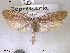  ( - NorBOL LepVM93)  @13 [ ] CreativeCommons - Attribution Non-Commercial Share-Alike (2012) NTNU Museum of Natural History and Archaeology NTNU Museum of Natural History and Archaeology