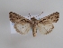  (Euxoa hemispherica - TLMF_Lep_46405)  @11 [ ] CreativeCommons - Attribution Non-Commercial Share-Alike (2025) Peter Huemer Tiroler Landesmuseum