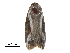 (Stenoloba jankowskii - BIOUG14489-C07)  @12 [ ] CreativeCommons - Attribution (2017) CBG Photography Group Centre for Biodiversity Genomics