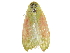  (Earias pudicana - BIOUG20781-B04)  @13 [ ] CreativeCommons - Attribution (2015) CBG Photography Group Centre for Biodiversity Genomics