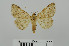  (Heteropalpia acrosticta - RMNH.5010009)  @13 [ ] CreativeCommons - Attribution Non-Commercial Share-Alike (2014) Unspecified Naturalis, Biodiversity Centre