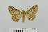  (Heteropalpia vetusta - RMNH.5010015)  @13 [ ] CreativeCommons - Attribution Non-Commercial Share-Alike (2014) Unspecified Naturalis, Biodiversity Centre